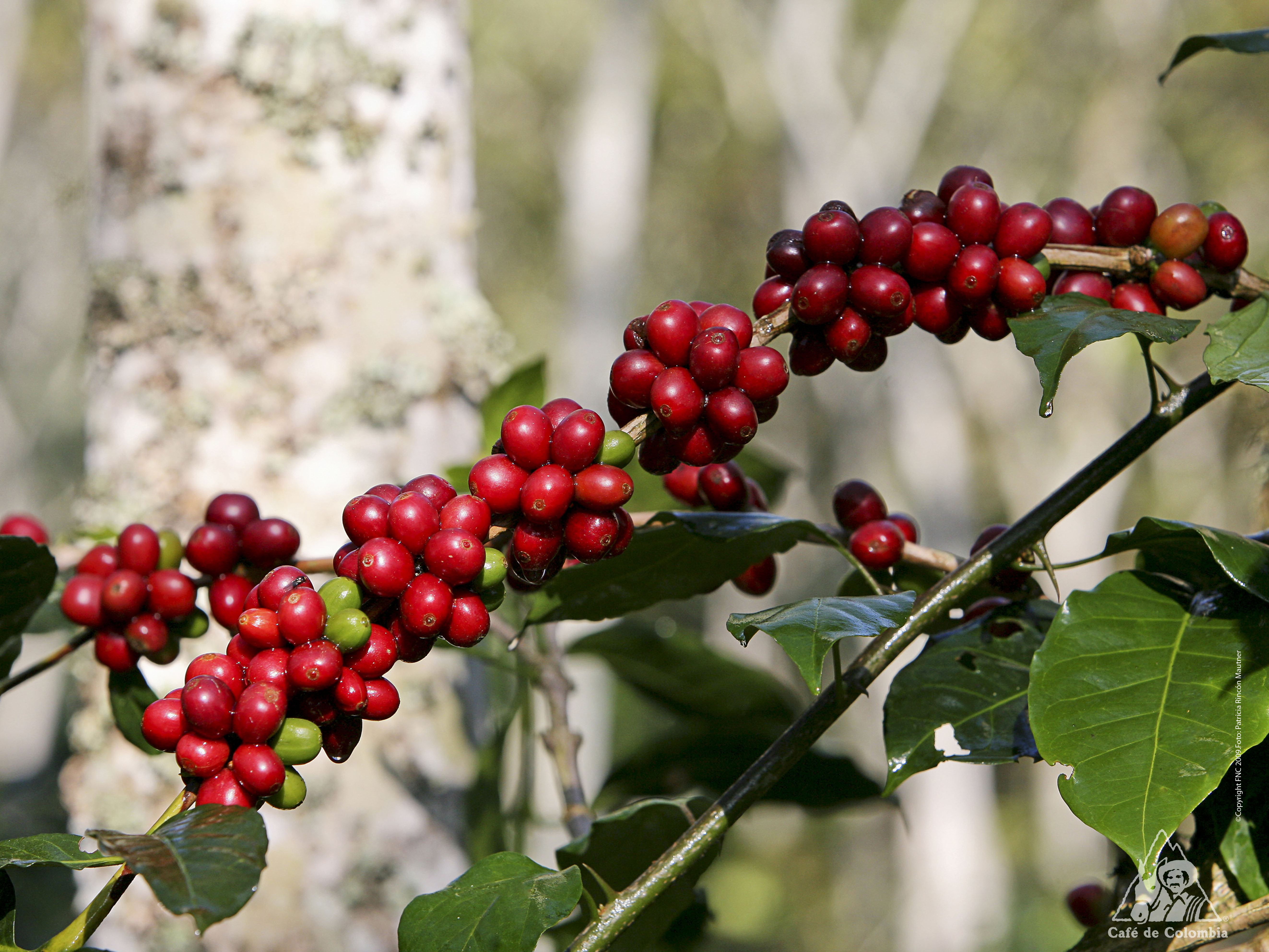 Granos de cafe en las plantas
